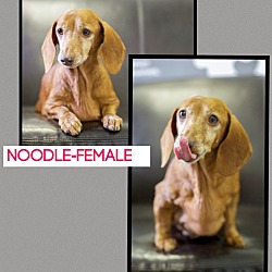Thumbnail photo of Noodle (pom-dc) #3