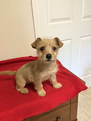 cairn terrier and dachshund mix