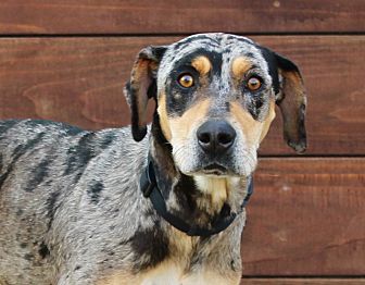 blue tick hound catahoula mix