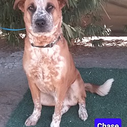 Photo of Chase