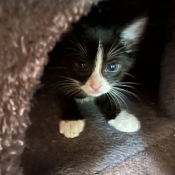 Thumbnail photo of Black Tie Kitten #3