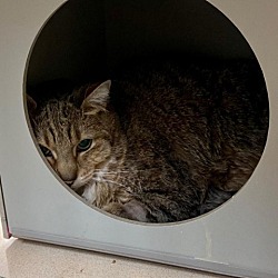 Photo of Piper