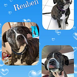 Thumbnail photo of Reuben #2