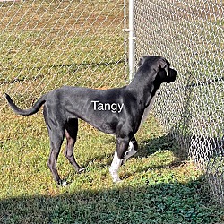Thumbnail photo of Tangy #4