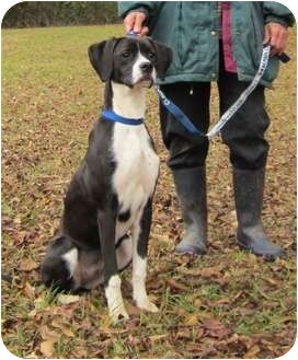 pointer great dane