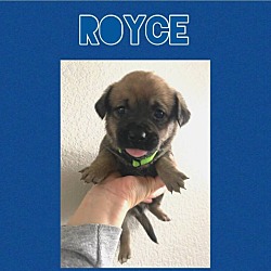Thumbnail photo of ROYCE #1