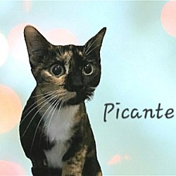 Photo of Picante #beauty-queen