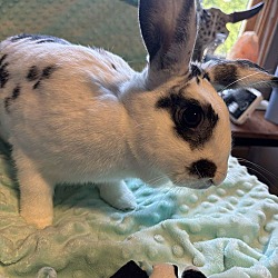 Thumbnail photo of Lily (Rabbit) #2