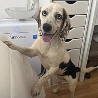 adopt a pet