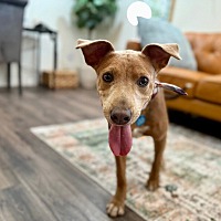 adopt a pet