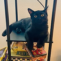 adopt a pet