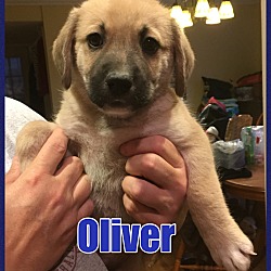Thumbnail photo of Oliver - PENDING - in Maine #3