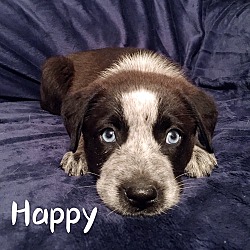 Thumbnail photo of Happy #1