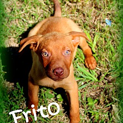 Thumbnail photo of Frito ~ meet me! #1