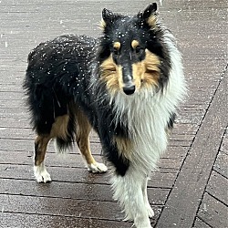 Lassie — Almost Home Dog Rescue of Ohio