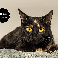 Photo of GISELLE (Gentle and Shy)