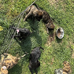 Thumbnail photo of 6 puppies #1