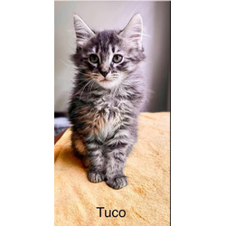 Thumbnail photo of Tuco #1