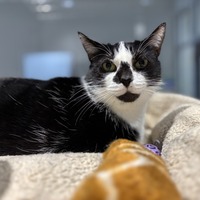 adopt a pet
