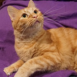 Thumbnail photo of Ginger (beautiful and calm) #2