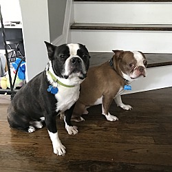 Photo of Pair of Boston Terriers