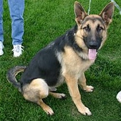Photo of Duke *Adopted*