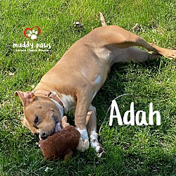 Photo of Adah- no longer accepting applications