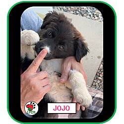 Thumbnail photo of Jojo (Famous Joys Litter) #2