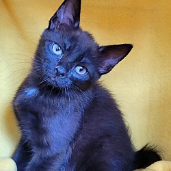 Photo of Tourmalina's kitten Spinel