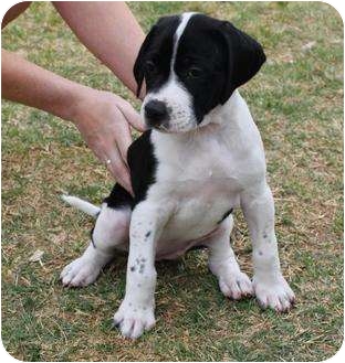 american pointer puppies