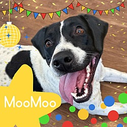 Photo of MooMoo