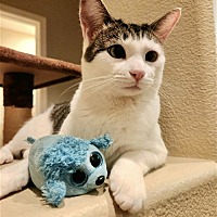 adopt a pet