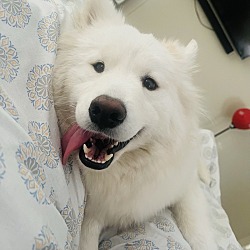 Samoyed puppies dallas sales