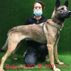 Thumbnail photo of Balou 8207 #3