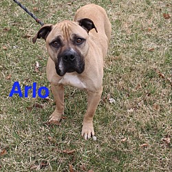 Thumbnail photo of Arlo #2