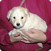 Morgantown Wv Golden Retriever Meet Golden Ret Puppies A Pet For Adoption