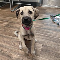 adopt a pet