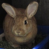 adopt-pet