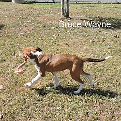 Thumbnail photo of Bruce Wayne #2