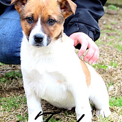 Thumbnail photo of Fink~adopted! #4