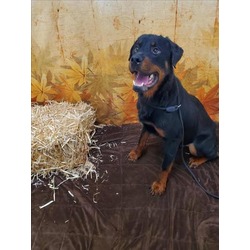 Photo of DIESEL