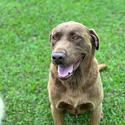 bonded pet photo