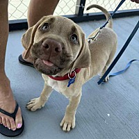 adopt a pet