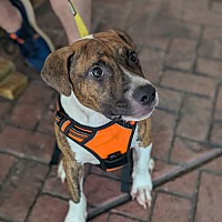 adopt a pet