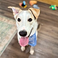 adopt a pet