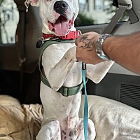 adopt a pet