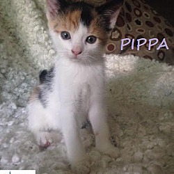 Thumbnail photo of Pippa - Adopted December 2016 #2