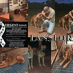 Thumbnail photo of Lansford aka Lani #2