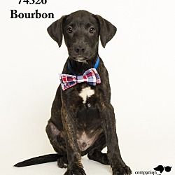 Thumbnail photo of Bourbon #2