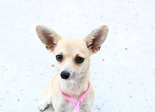 foster chihuahua